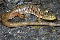 Oregon Alligator Lizard