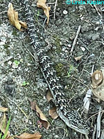 San Diego Alligator Lizard