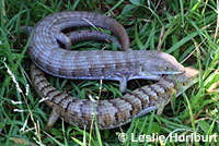 San Francisco Alligator Lizard