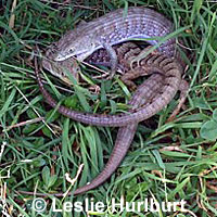 San Francisco Alligator Lizard