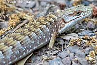 California Striped Racer