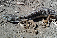 lizard with ticks