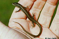 California Alligator Lizard