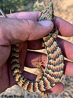 Sierra Alligator Lizard