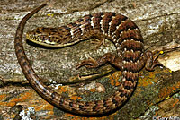 San Diego Alligator Lizard