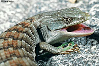 San Diego Alligator Lizard