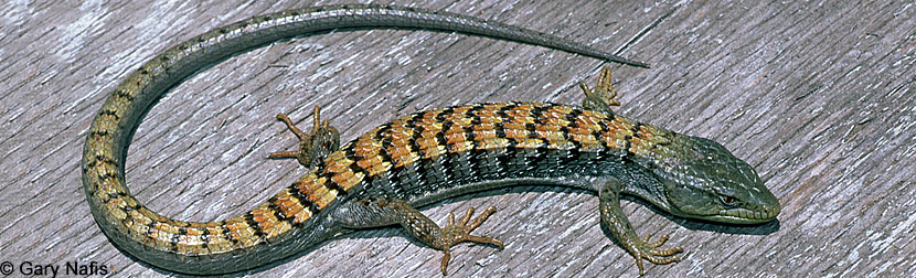 San Diego Alligator Lizard