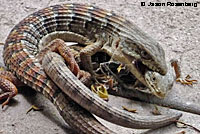 San Diego Alligator Lizards