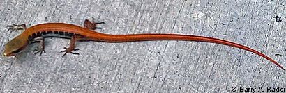 San Diego Alligator Lizard