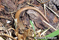 San Diego Alligator Lizard