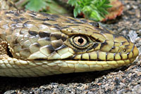 San Diego Alligator Lizard