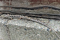 San Diego Alligator Lizard