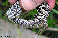 San Diego Alligator Lizard