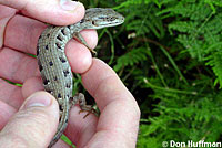 San Diego Alligator Lizard