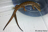 San Diego Alligator Lizard