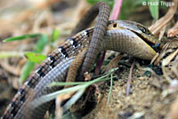 Granite Spiny Lizards