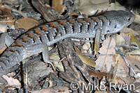 San Diego Alligator Lizard