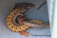 San Diego Alligator Lizards