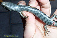 San Diego Alligator Lizard