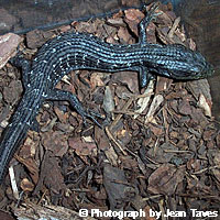 San Diego Alligator Lizard