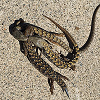 San Diego Alligator Lizards