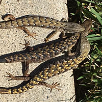 San Diego Alligator Lizards