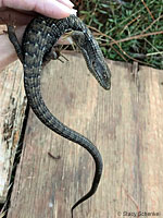 San Diego Alligator Lizard