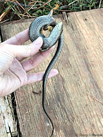 San Diego Alligator Lizard