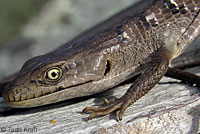 San Diego Alligator Lizard