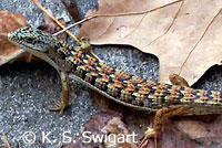 San Diego Alligator Lizard