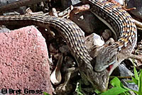 San Diego Alligator Lizards