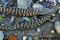 San Diego Alligator Lizards