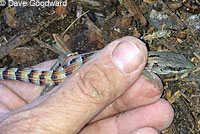 San Diego Alligator Lizard