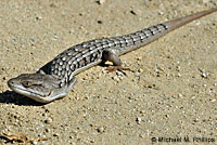 lizard with ticks