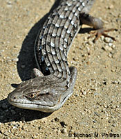 lizard with ticks