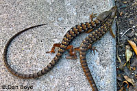 San Diego Alligator Lizards