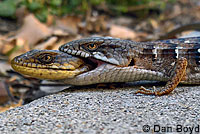 San Diego Alligator Lizards