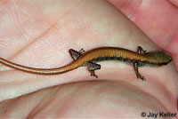 San Diego Alligator Lizard