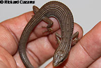 San Diego Alligator Lizard