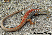 San Diego Alligator Lizard