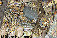 San Diego Alligator Lizards