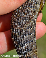 San Diego Alligator Lizard