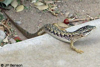 lizard with ticks