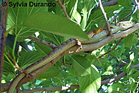 alligator lizard