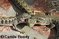 San Diego Alligator Lizards