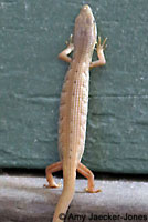 San Diego Alligator Lizard