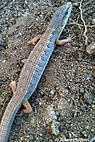 San Diego Alligator Lizard