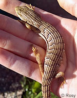 San Diego Alligator Lizard