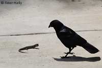 Crow vs. San Diego Alligator Lizard