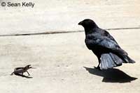 Crow vs. San Diego Alligator Lizard